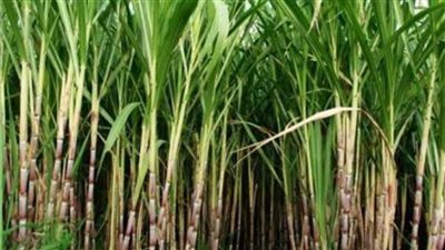 9 توصيات فنية لمزارعي محصول قصب السكر خلال شهر أبريل
