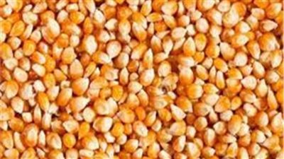 التموين تطرح «الذرة الصفراء »عبر منصة بورصة السلع غدا