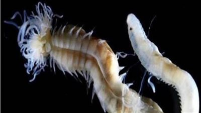 اكتشاف 3 أنواع جديدة من ديدان بوليسيروس في اليابان