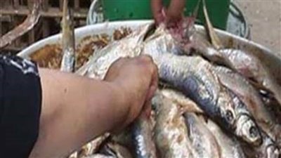 محافظة القاهرة: ضبط 2.5 طن فسيخ مجهول المصدر