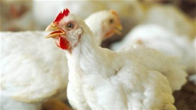 بورصة الدواجن: ارتفاع أسعار الدواجن والبيض في الأسواق 