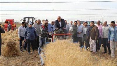 توريد 66 ألف و863 طن من القمح حتى الآن في الوادي الجديد 