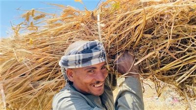 صوامع وشون الغربية تستقبل 68 ألف طن من القمح 