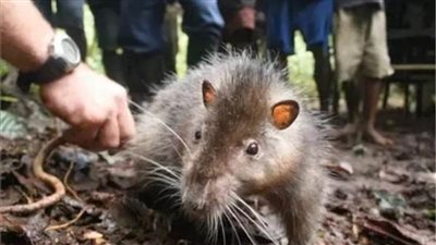 الفئران تهدد البريطانيين.. «الفئة الأكثر قوة وبدانة» 