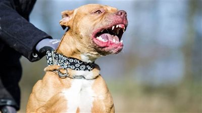 دراسة صينية تحذر من انتقال إنفلونزا الكلاب للبشر 