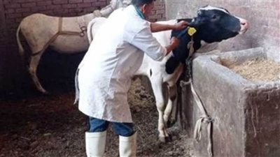 تحصين 54450 رأس ماشية ضد الحمى القلاعية والوادي المتصدع بالأقصر 