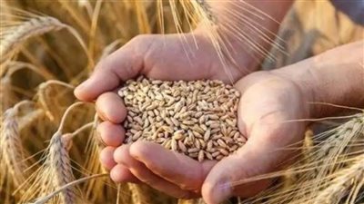 أستاذ زراعة: الدولة تبني الصوامع لتحقيق مخزون استراتيجي عالي من القمح