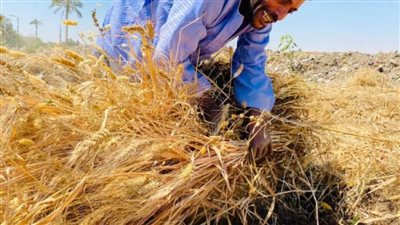 مجلس الوزراء: 150 رغيف خبز شهريا للمواطن.. سعر الواحد 5 قروش والدولة تتحمل 90 قرشًا