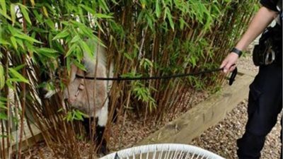 الشرطة البريطانية تلقي القبض على ماعز بمدينة «لانكستر» 