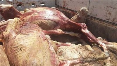 إحباط محاولة بيع 250 كيلو لحوم ودواجن فاسدة بأسواق الجيزة