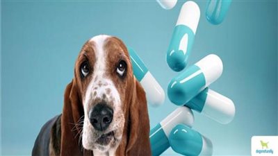 احذر.. الحيوانات الأليفة تنقل إلى أصحابها بكتيريا خارقة