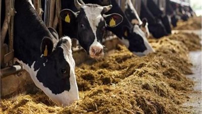 «الإحصاء»: 7.5 مليون رأس إجمالي عدد الماشية خلال 2021       