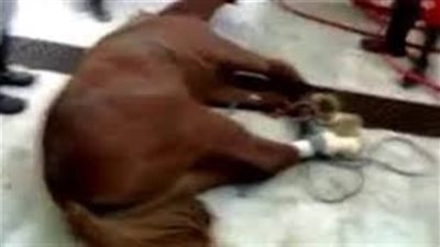 اللحمة المفرومة بـ150 جنيها..أمن الجيزة يكشف عن مفاجأة بمحل جزارة في الطالبية