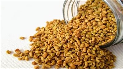 فوائد الحلبة، تنقص الوزن وتحارب الشيخوخة وتقوى صحة الجسم والمناعة 