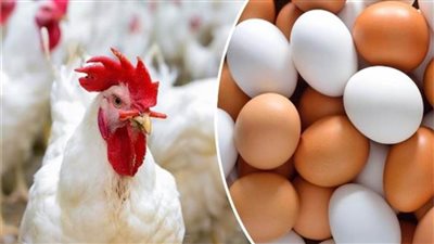 استقرار أسعار الدواجن اليوم السبت 3 يونيو 