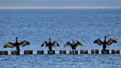 العثور على آلاف الطيور النافقة في تشيلي  