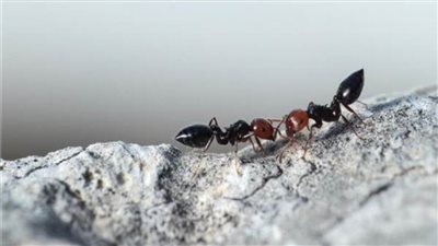 3 حشرات يمكن القضاء عليها بالخل الأبيض 