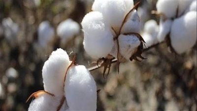 صناعة النواب توصي الحكومة بشراء القطن بالسعر العالمي 