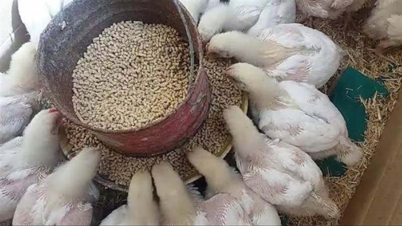 الشورى