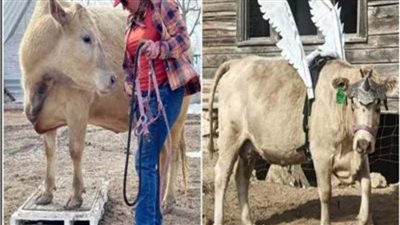 بقرة تدخل «جينيس» بعشر حركات