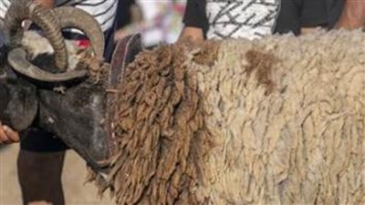 الزراعة تُعلن أسعار الأضاحي وشروط حجزها 