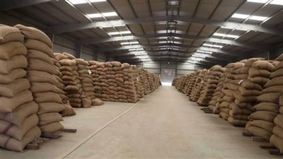 التموين: توريد 271 طن قمح لصوامع الشرقية
