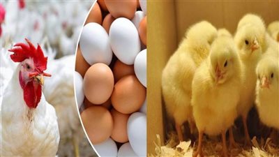 تراجع كبير في أسعار الدواجن، وهذا موقف البيض والكتاكيت