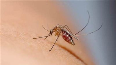 الصحة العالمية تحذر: انتشار حمى الضنك 8 أضعاف معدلات عام 2000