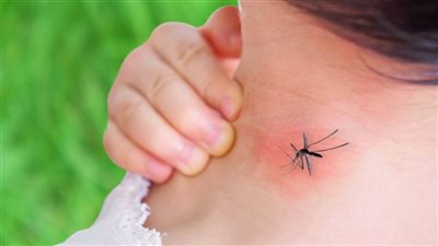 الصحة العالمية تحذر من تفشي قياسي لـ حمى الضنك خلال العام الجاري 