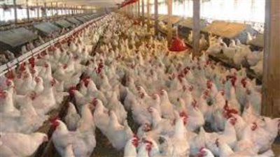 منتجو الدواجن يوضحون تاثيرات الموجة الحارة على الصناعة