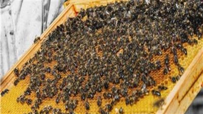 اكتشاف أسترالي يطرق أبواب الصناعة.. مضادات أكسدة في غراء النحل