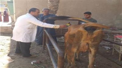 محافظ الفيوم: تحصين 47 ألف رأس ماشية ضد الحمى القلاعية والوادي المتصدع