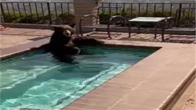 دب يأخذ حمامًا مريحًا في جاكوزي بكاليفورنيا