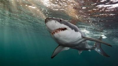 البيئة تغلق أحد شؤاطئ دهب بعد تعرض سيدة مصرية لهجوم قرش