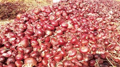 عاجل | حقيقة إلغاء قرار مجلس الوزراء بحظر تصدير البصل لمدة ثلاثة أشهر