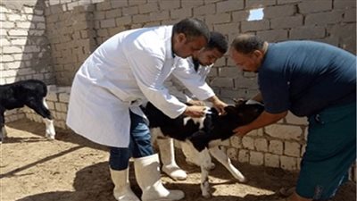 غدا.. انطلاق الحملة القومية لتحصين الثروة الحيوانية ضد طاعون المجترات الصغيرة