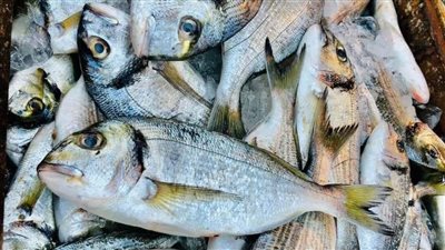 حقيقة تداول أسماك نافقة بالأسواق إثر حدوث ظاهرة زبد البحر في بورسعيد 