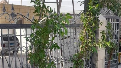 البيئة تبدأ بأعمال تشجير الكيلو الأول بشق الثعبان (صور)