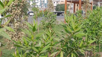 وزير التنمية المحلية يوجه فرق عمل من الوزارة للقيام بحملات تفتيشية لمتابعة نتائج تنفيذ المرحلة الأولى للمبادرة على مستوى الجمهورية