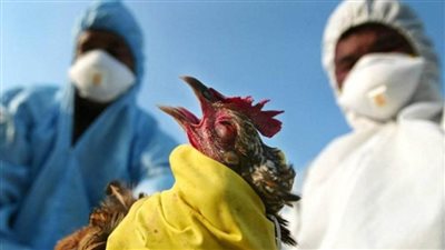 حقيقة ظهور حالات بشرية مصابة بأنفلونزا الطيور في بعض المحافظات 