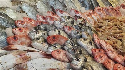 حقيقة تداول أسماك نافقة بالأسواق بعد ظهورها على سواحل ميناء الإسكندرية