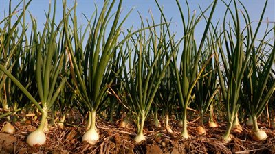 الزراعة تكشف المستور في قضية البصل: الكميات المضبوطة لا يمكن تخيلها