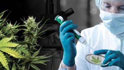 بنسبة 250%.. ارتفاع في تعاطي الإسرائيليين للحشيش الطبي