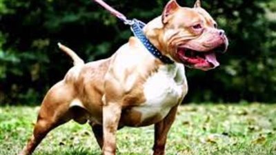 القضاء الإداري يصدر قراره في دعوى تنظيم حيازة الكلاب والحيوانات الخطرة