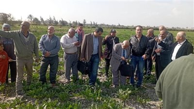 الزراعة: 185 باحثا وخبيرا يشاركون في الفرق الإرشادية الريفية للمحاصيل الشتوية بـ21 محافظة (صور)