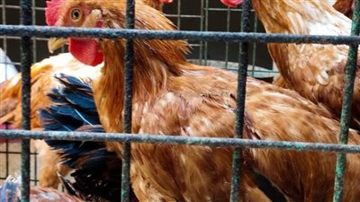 حقيقة انتشار فيروس جديد يصيب الدواجن بالمزارع ويتسبب في نفوقها