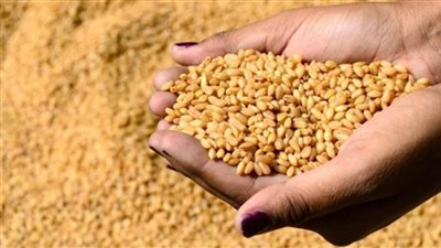 الحكومة تكشف عن حقيقة استيراد مصر شحنات تقاوي فاسدة 