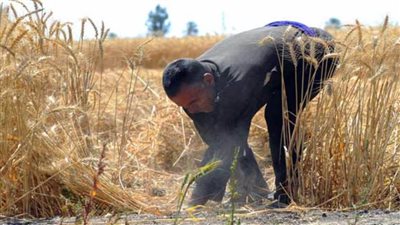 زراعة سوهاج: انتهاء الاستعدادات لتوريد القمح المحلي للشون والصوامع