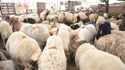 25 ألف جنيه غرامة لاصحاب شوادر الأضاحى المخالفة بأحياء الإسكندرية