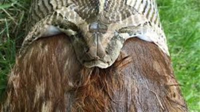 سكان قرية فى إندونيسيا يعثرون على جثة سيدة داخل بطن ثعبان طوله 4 أمتار